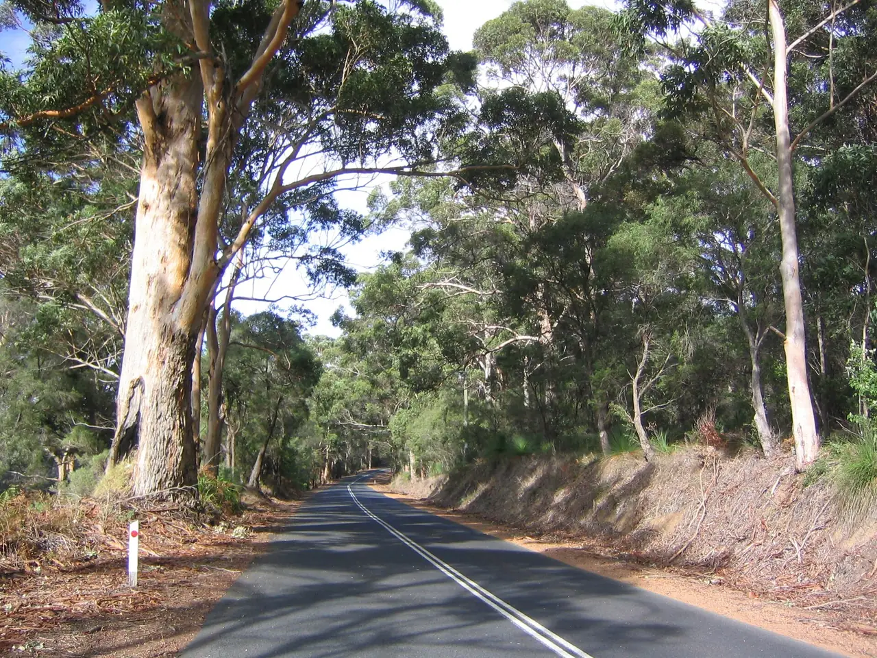 ถนนสองเลนผ่านป่ายูคาลิปตัสในภูมิภาค Margaret River ชื่อไฟล์ใน Commons ระบุว่า Margaret River Coast ภาพจาก Wikimedia Commons ผู้ถ่าย Phil Whitehouse สัญญา CC BY 2.0 เป็นภาพเก่าไม่ระบุปีที่ถ่าย