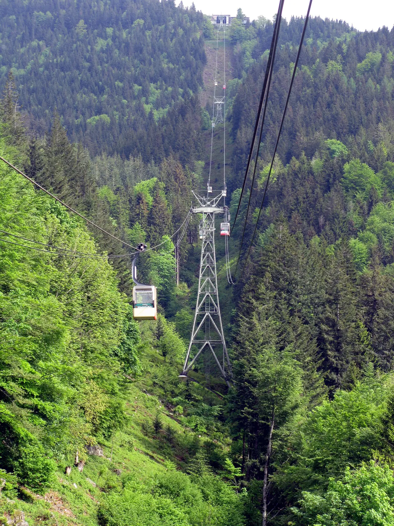 กระเช้า Schauinslandbahn ขึ้นไปในป่าสนช่วงใกล้สถานีบน ภาพจาก Wikimedia Commons ผู้ถ่าย Andreas Schwarzkopf สัญญา CC BY-SA 3.0 ปีที่ถ่ายไม่ระบุ