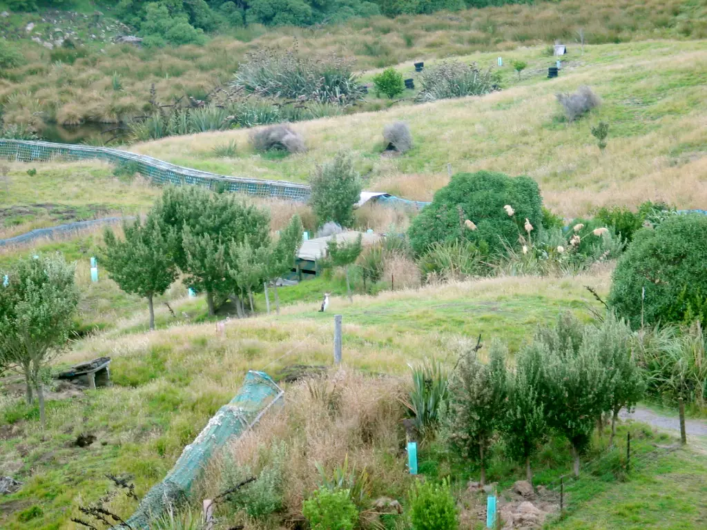 เขตอนุรักษ์เพนกวินตาเหลืองบนคาบสมุทร Otago มีรั้วตาข่ายและที่หลบ เพนกวินเป็นจุดเล็ก ๆ ในภาพ ชื่อไฟล์ใน Commons ระบุว่า Yellow-eyed Penguin on the Otago Peninsula ภาพจาก Wikimedia Commons ผู้ถ่าย Ciell สัญญา CC BY-SA 2.5 ไม่ระบุปีที่ถ่าย