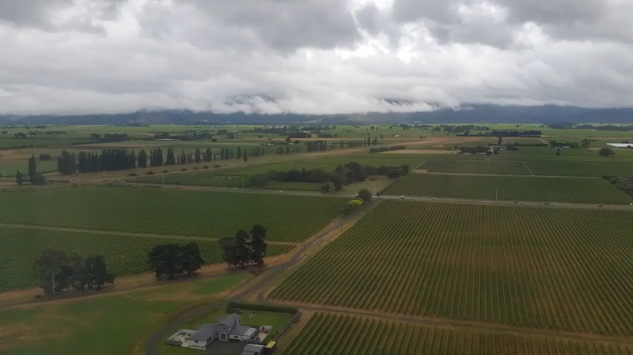 มุมสูงของไร่องุ่นเรียงเป็นแปลงสี่เหลี่ยมบนที่ราบ Marlborough ใต้เมฆหนา ภาพจาก Wikimedia Commons ผู้ถ่าย Insertcleverphrasehere สัญญา CC BY-SA 4.0 ไม่ระบุปีที่ถ่าย