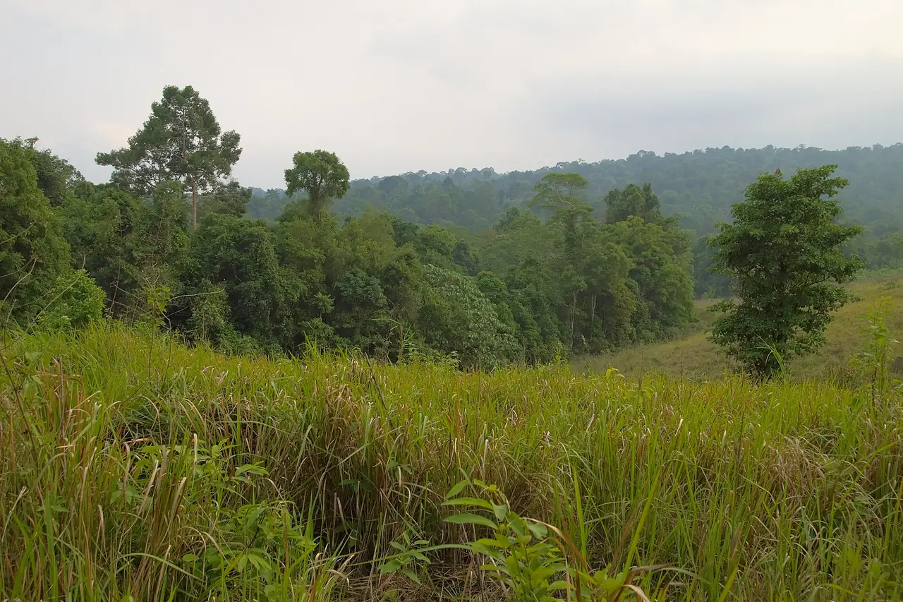 ทุ่งหญ้าสูงและป่าสลับเนินเขาในอุทยานแห่งชาติเขาใหญ่ ถ่ายในอุทยาน ไม่ใช่ในฟาร์มโชคชัย จึงเป็นภาพประกอบภูมิทัศน์ทุ่งหญ้าแถวเขาใหญ่ที่ทริปมักไปต่อ ภาพจาก Wikimedia Commons ผู้ถ่าย Vyacheslav Argenberg สัญญา CC BY 4.0