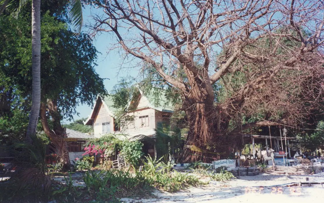 ต้นไม้ใหญ่และบังกะโลริมชายหาดบนเกาะเสม็ด ภาพถ่ายจาก Wikimedia Commons ผู้ถ่าย sasikan สัญญา CC BY 3.0 เป็นภาพเก่าจากแหล่งภาพ panoramio ใช้เป็นภาพบรรยากาศที่พัก ไม่ใช่จุดดำน้ำ