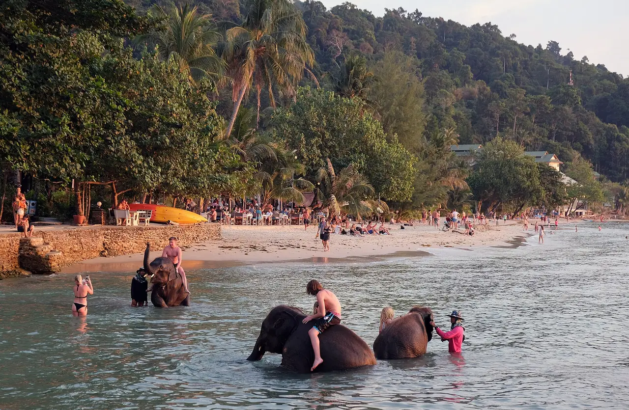 ภาพประกอบ เกาะช้าง: ปางช้างเกาะช้าง 2569 ซิปไลน์ ทางเดินป่า กิจกรรม ราคา