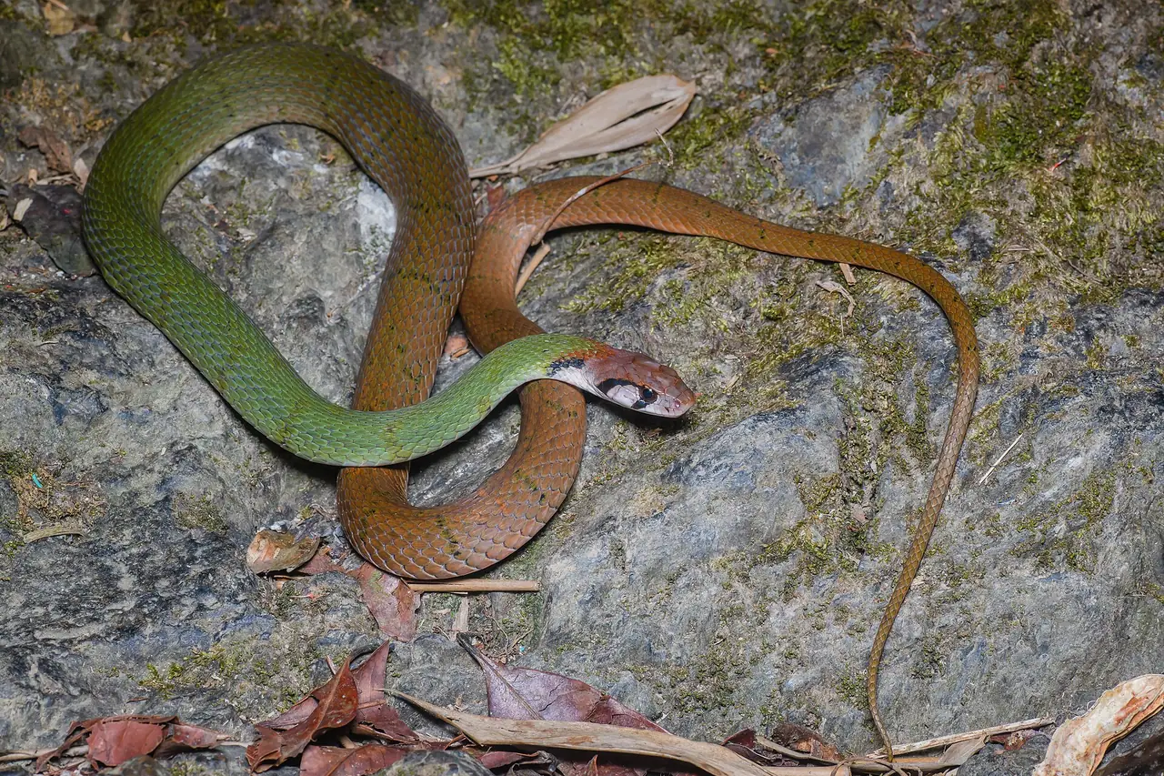 งูชนิด Rhabdophis nigrocinctus (black-banded keelback) ที่ Wikimedia Commons ระบุว่าถ่ายในเขตรักษาพันธุ์สัตว์ป่าเขาสอยดาว ภาพจาก Wikimedia Commons ผู้ถ่าย Rushen สัญญา CC BY-SA 2.0 เป็นภาพสัตว์ในพื้นที่ ไม่ระบุปีที่ถ่าย