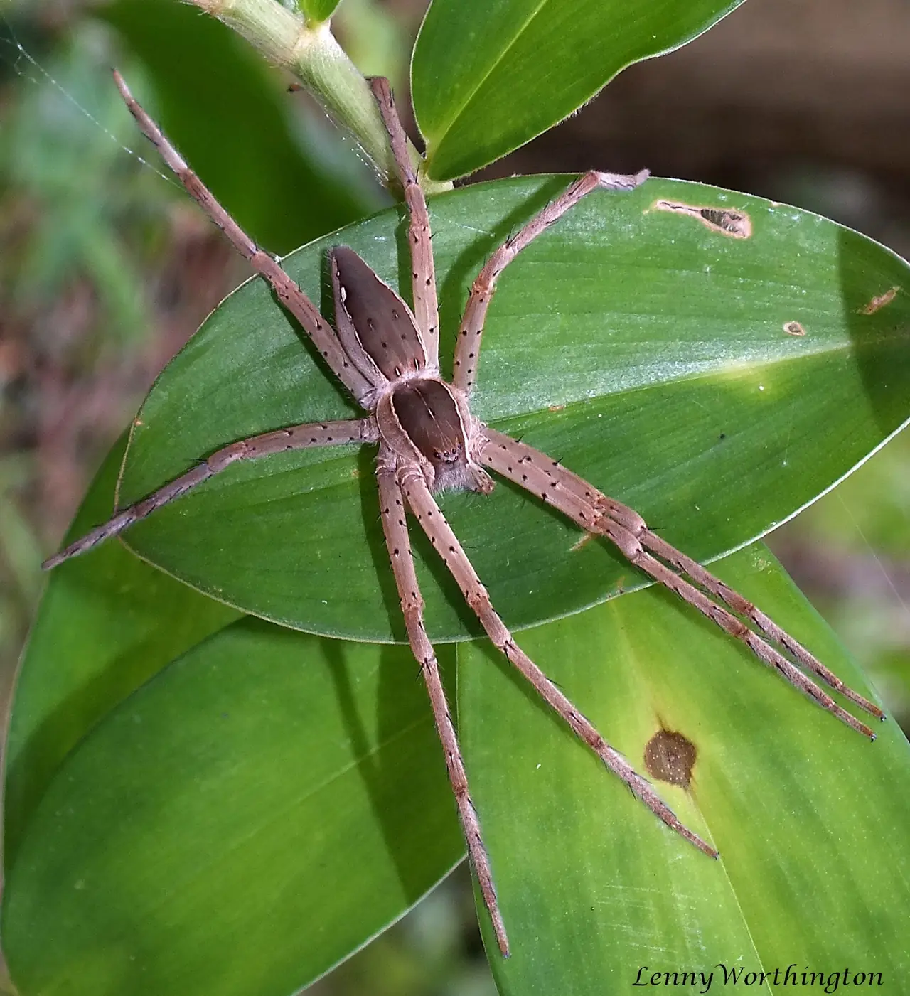 แมงมุมจำพวก Thalassius albocinctus บนใบไม้ ที่ Wikimedia Commons ระบุสถานที่ว่าเขาสอยดาว จันทบุรี ภาพจาก Wikimedia Commons ผู้ถ่าย Len Worthington สัญญา CC BY-SA 2.0 เป็นภาพสัตว์ขนาดเล็กเพื่อแสดงความหลากหลายของแมลงและแมงมุมในพื้นที่ ไม่ระบุปีที่ถ่าย