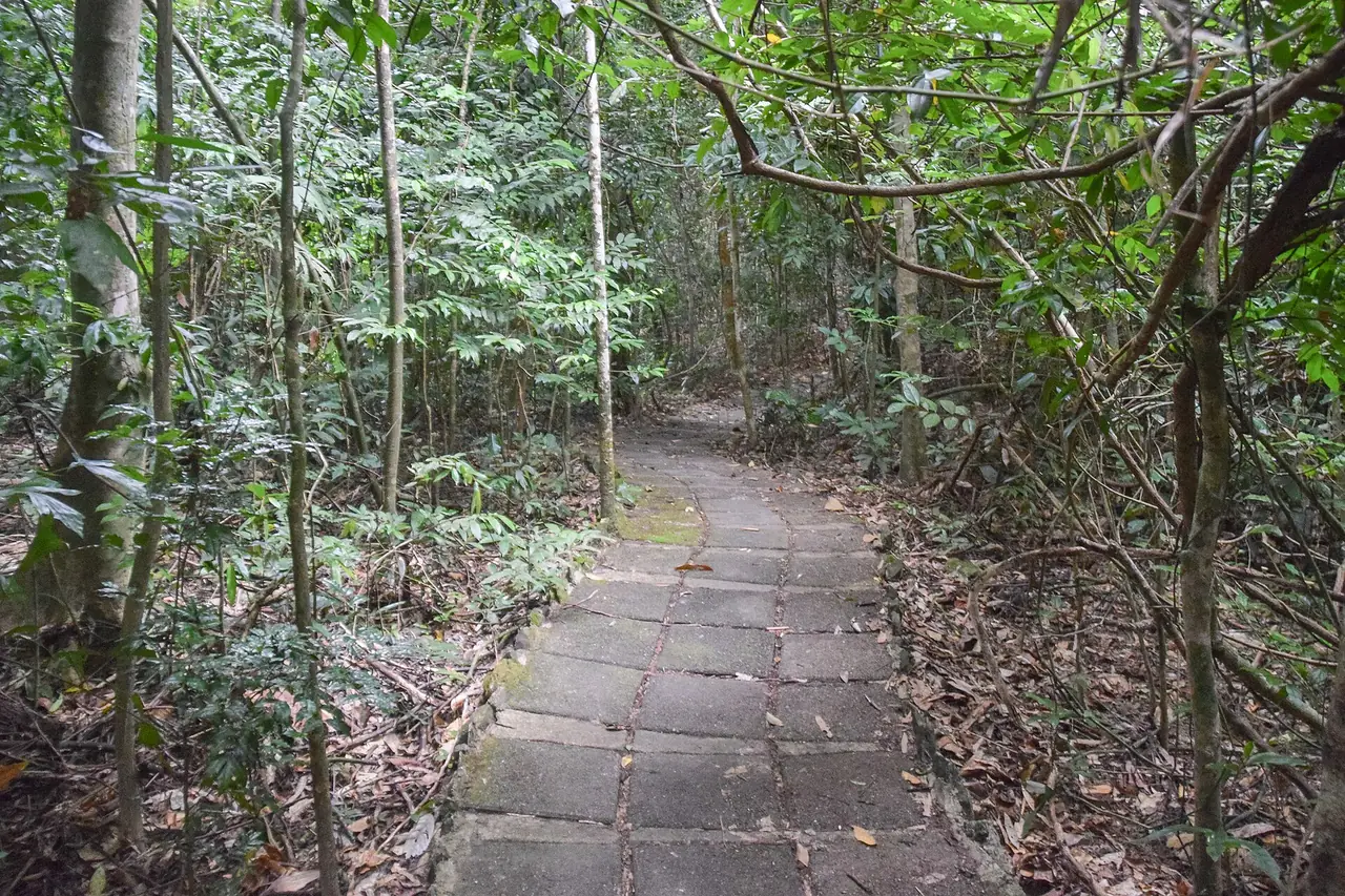 ทางเดินปูแผ่นหินในป่าทึบของอุทยานแห่งชาติหมู่เกาะลันตา ภาพจาก Wikimedia Commons ผู้ถ่าย Krzysztof Golik สัญญา CC BY-SA 4.0 ไม่ระบุปีที่ถ่าย ไม่ใช่เขาหงอนนาค เป็นภาพประกอบทางเดินในป่ากระบี่ ซึ่งทางจริงของเขาหงอนนาคตามบล็อกเป็นดิน หิน และบันไดไม้ ไม่ได้ปูหินตลอด