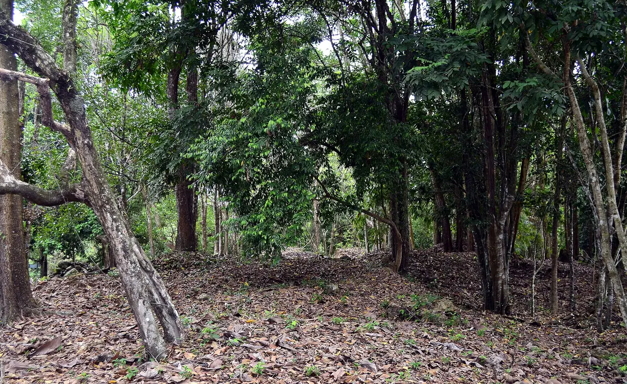 ป่าและพื้นที่โบราณสถานทุ่งตึก เกาะคอเขา อำเภอตะกั่วป่า ภาพจาก Wikimedia Commons ผู้ถ่าย Hartmann Linge สัญญา CC BY-SA 4.0 เป็นภาพประกอบพื้นที่เมืองท่าโบราณใกล้ตะกั่วป่า ไม่ใช่ตัวเมืองเก่า