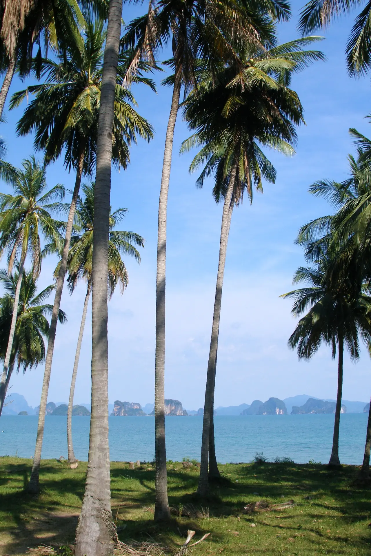 แนวต้นมะพร้าวสูงหลายต้นบนสนามหญ้าริมทะเล เห็นเกาะหินปูนลอยกลางน้ำฟ้า ภาพของ Vyacheslav Argenberg จาก Wikimedia Commons สัญญา CC BY 4.0 ตามคำบรรยายภาพบน Commons เป็นหาดบนเกาะยาวน้อย ไม่ได้ระบุหาด ใช้ประกอบเรื่องวิวชายฝั่ง