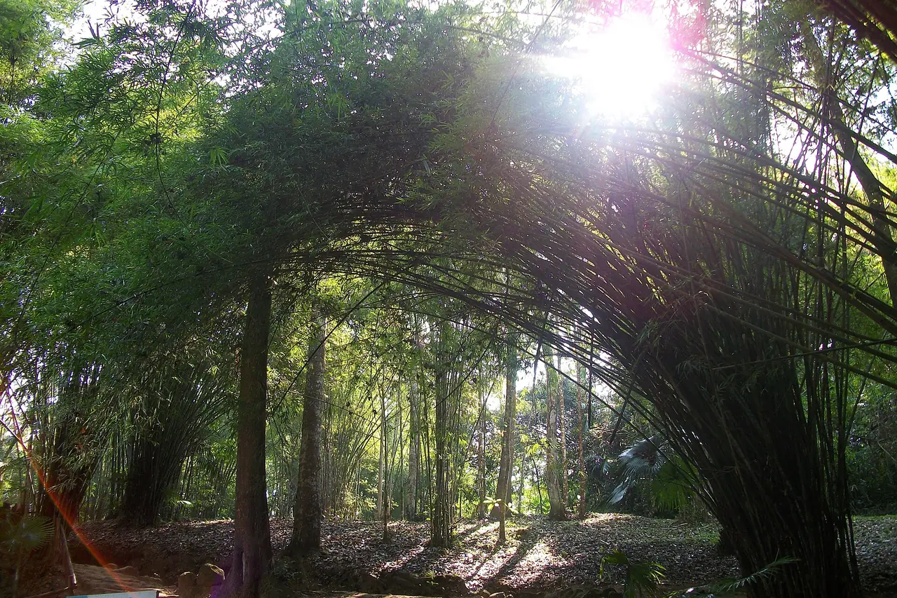ซุ้มไผ่โค้งเหนือทางเดินร่มรื่นในป่า แสงแดดส่องผ่านใบไม้เป็นลำ ไฟล์ตั้งชื่อว่าน้ำตกศรีดิษฐ์ ภาพนี้ไม่ใช่ตัวน้ำตก และเราไม่ทราบจุดถ่ายแน่ชัด จึงใช้เป็นภาพบรรยากาศทางเดินในพื้นที่เท่านั้น ภาพจาก Wikimedia Commons ผู้ถ่าย Thaweesak Churasri สัญญา CC BY 3.0 ไม่ทราบวันที่ถ่าย