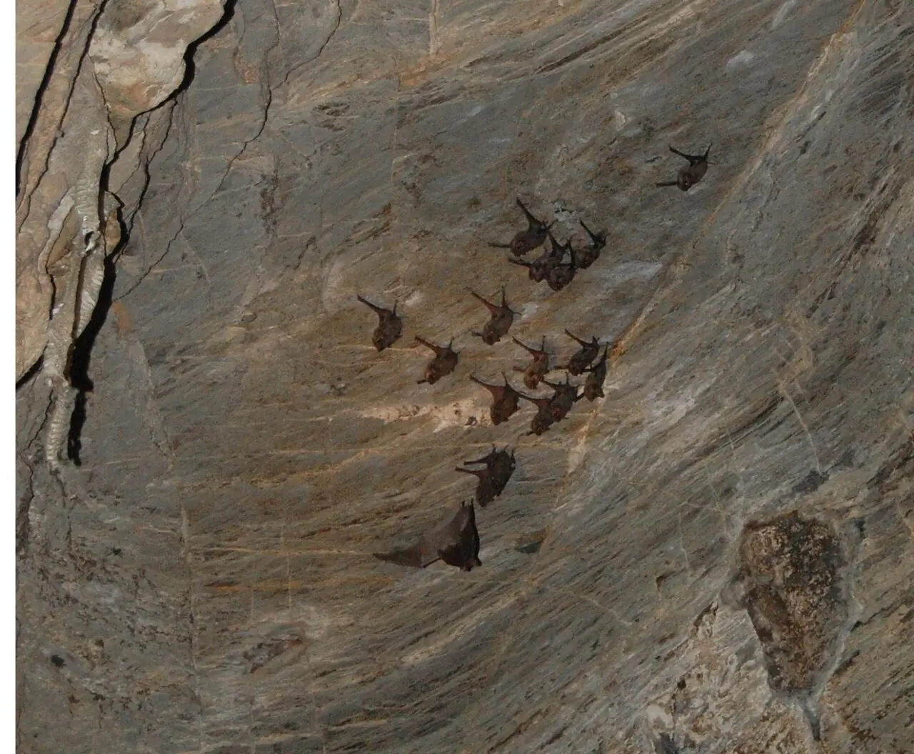 ค้างคาวกลุ่มเล็กเกาะผนังหินในถ้ำ ชื่อไฟล์ Bats in Phu Wai cave ภาพจาก Wikimedia Commons ผู้ถ่าย Meneerke bloem สัญญา CC BY-SA 3.0 ไม่ทราบปีและชนิดค้างคาวที่แน่นอน