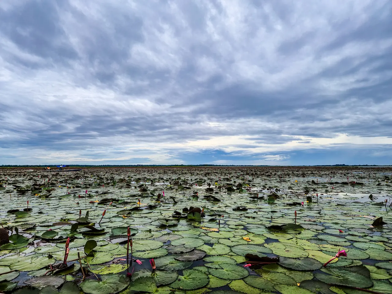 ภาพอุดรธานี: ทะเลบัวแดง กุมภวาปี ช่วงบัวบาน ค่าเรือ ท่าเรือบ้านเดียม